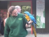 Parrots - London Zoo
