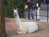 Llama - London Zoo