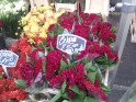Columbia Road - Flower Market