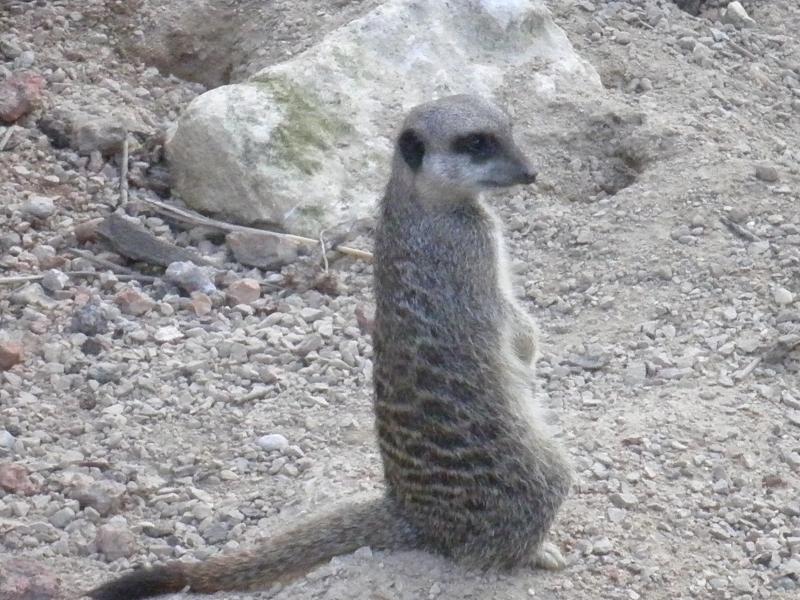 Meerkats - London Zoo