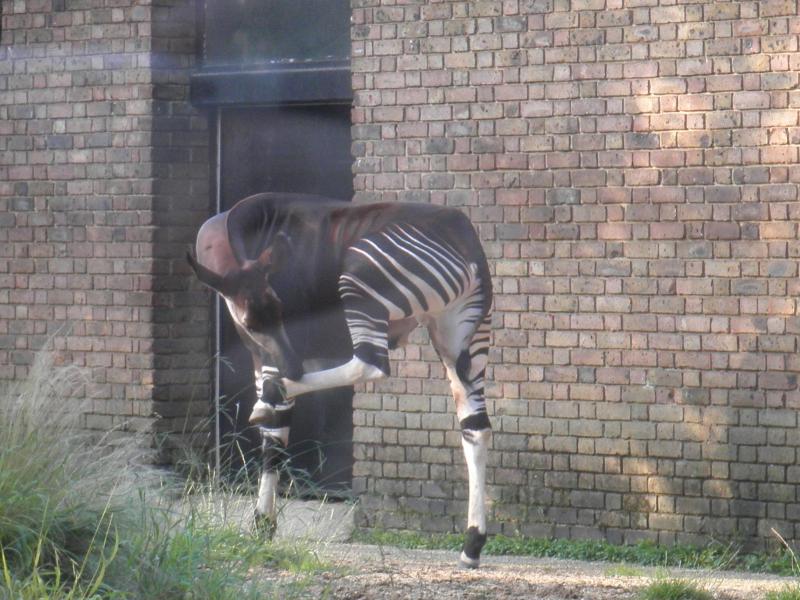 Okapi - London Zoo
