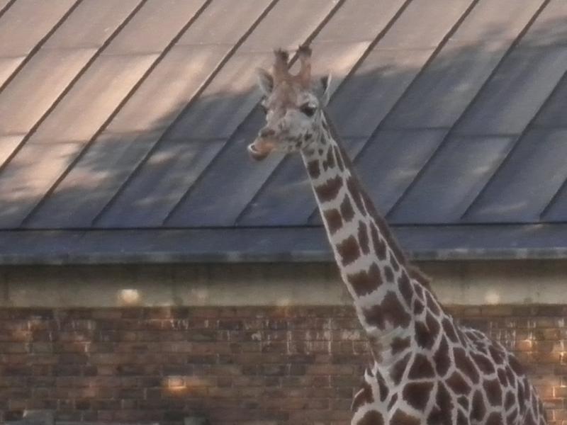 Giraffe - London Zoo