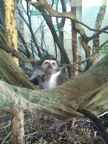 Monkey - London Zoo