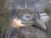 Tortoise - London Zoo