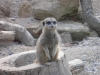 Meerkats - London Zoo