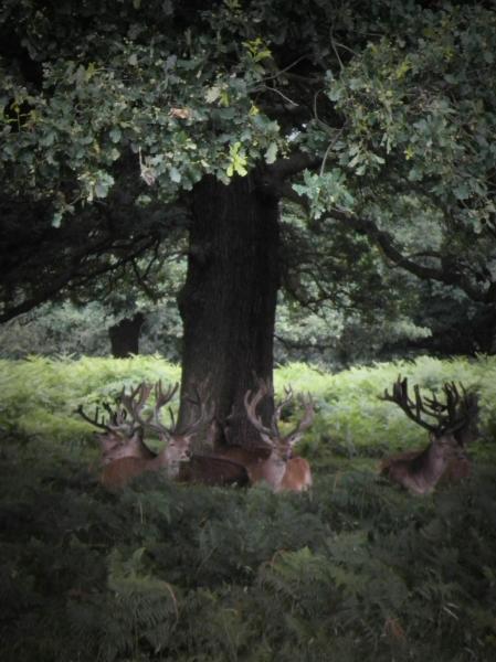 Deers at Richmond Park - London