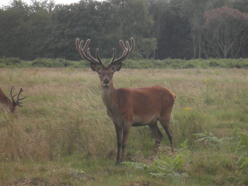 Deers at Richmond Park - London