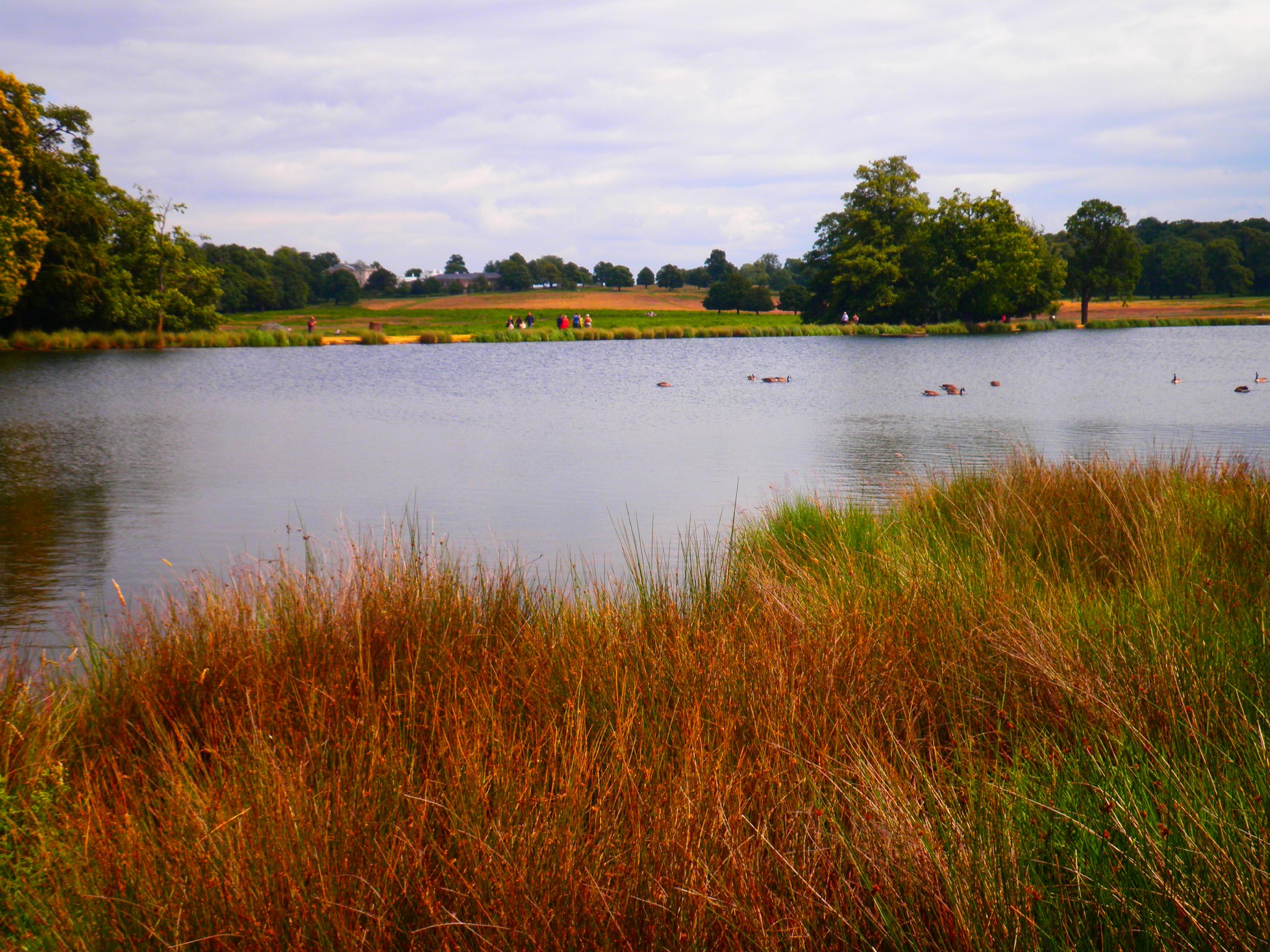 Loch at Richmond Park - London