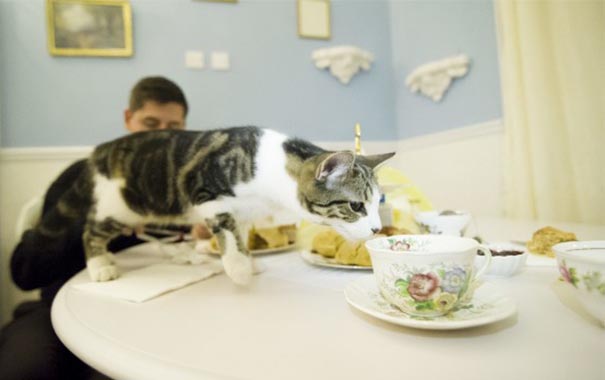 Gato sobre la mesa con té y pastitas