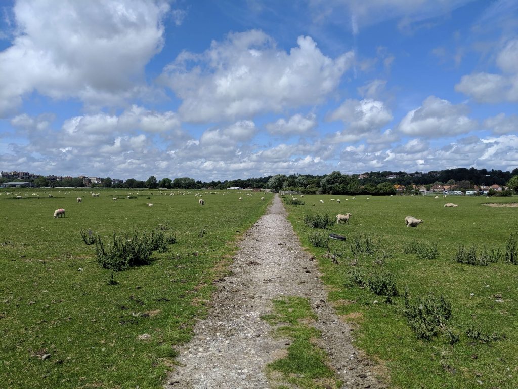 Caminando entre ovejas, Rye, East Sussex