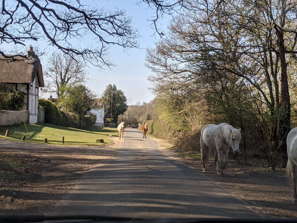New Forest - Horses